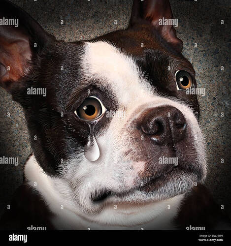 lost-pet-animal-cruelty-and-neglect-concept-with-a-sad-crying-dog-DW3BBH